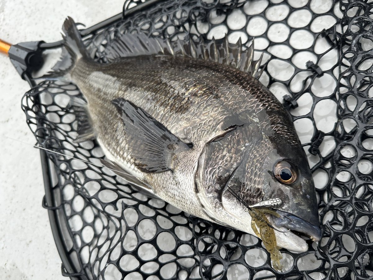 Eryngii_boat's tweet image. クレイジーフラッパーの㊙️チューンで綺麗な黒鯛頂きました😊
この時期のチヌは海藻ばかり食べているようで、ワームも微波動がいい感じ！

 #ケイテック #KEITECH #クレイジーフラッパー  #CrazyFlapper