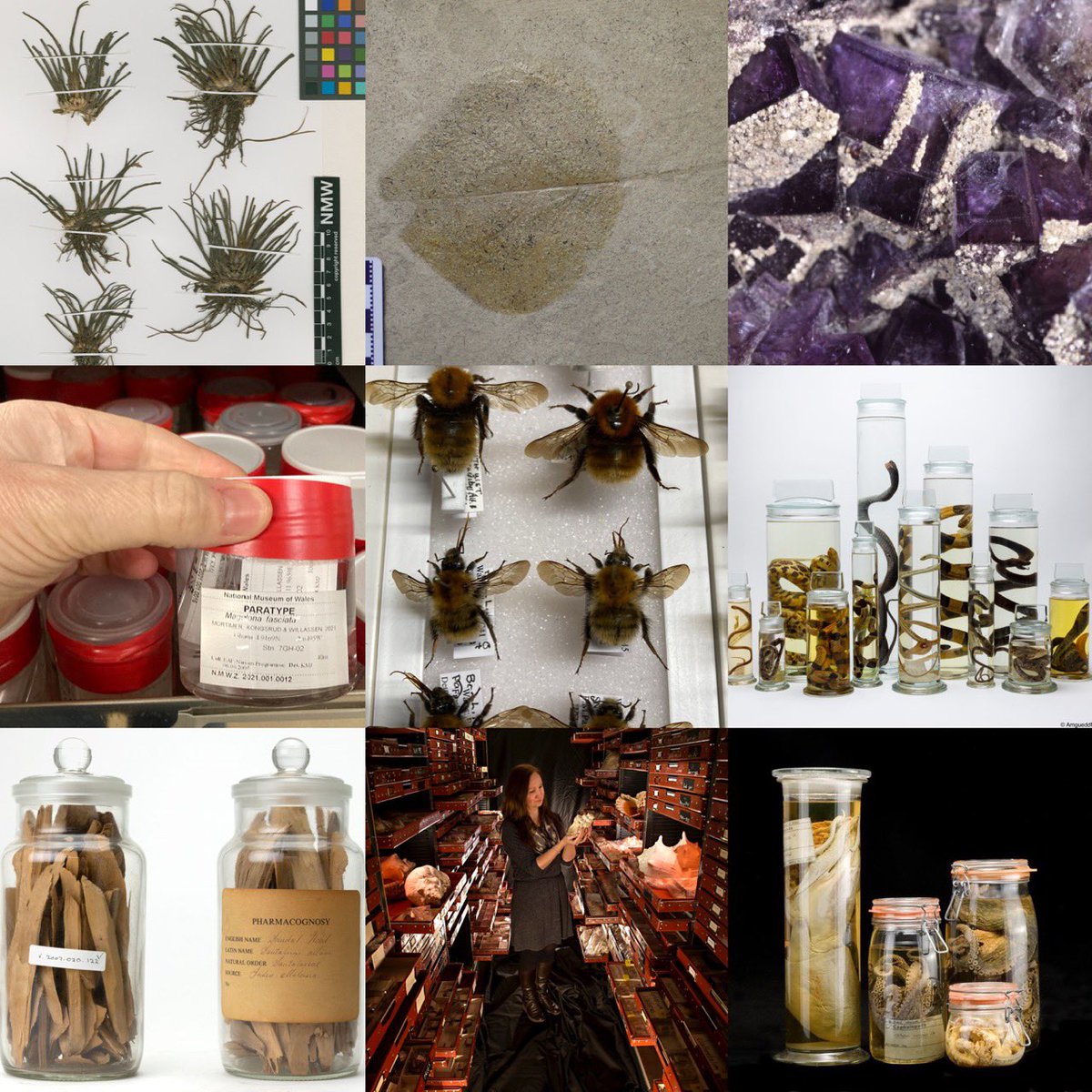Prospectacnmw (@prospectacnmw) on Twitter photo Did you know that <a href="/AmgueddfaCymru/">Amgueddfa Cymru | Museum Wales</a> has over 5 million natural history specimens in its collections?
These collections along with the expertise of the staff that look after and research them are an invaluable resource in monitoring environmental & climate change 🐯🕷️🪱🐌🦋🦀🦕🌼💎 Did you know that <a href="/AmgueddfaCymru/">Amgueddfa Cymru | Museum Wales</a> has over 5 million natural history specimens in its collections?
These collections along with the expertise of the staff that look after and research them are an invaluable resource in monitoring environmental & climate change 🐯🕷️🪱🐌🦋🦀🦕🌼💎