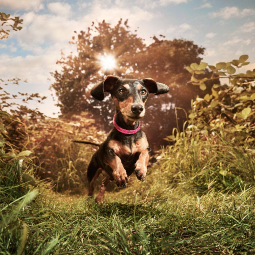 Today is #NationalLoveYourPetDay 🐶 Naturally, we have to give a nod to Stanley, the lovable Dachshund who helps us stay motivated 💪 Who are you celebrating today? Share your pet with us in a reply 💬