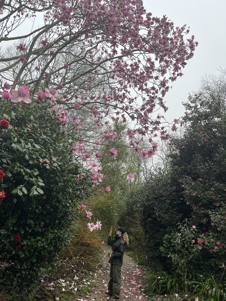 Morning with me on #mycommute is Magnolia campbellii ‘Charles Raffill’ one of the champion trees that help trigger spring when all 6 trees have 50 flowers or more as counted on the @TheNareHotel “bloomometer”. the tree is over 6 “Millie-meters” tall @RCM_Group @CwllGardenSoc