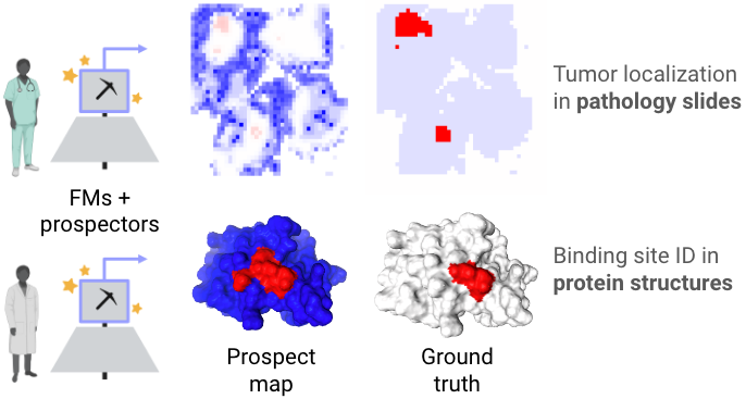 Given up on feature attribution?

📣 Thrilled to share *prospector heads* (aka “prospectors'') ⛏️ — a simple attribution method built for foundation models (FMs) &amp; high-dimensional data. Prospectors are modality-generalizable, time-efficient, &amp; excel in few-shot settings ✨

🧵👇