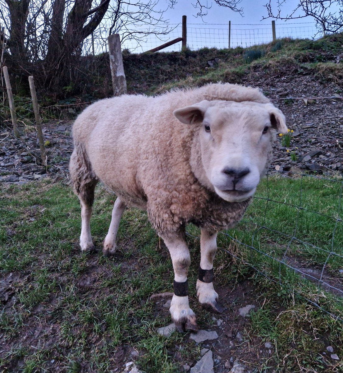 💙Denis💙

#animalsanctuary #sheep365 #sheep #texelsheep #nonprofit #amazonwishlist #animallovers #foreverhome 

woollypatchworksheepsanctuary.uk