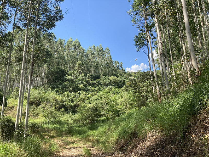 Développer la forêt positive et recréer du vivant ! Découvrez, dans notre newsletter annuelle, notre vision pour les #forêts, les actions mises en œuvre cette année ainsi qu’un rapide décryptage de la nouvelle taxonomie européenne. ➡️ lnkd.in/eWsKRAPD #GroupeSLB