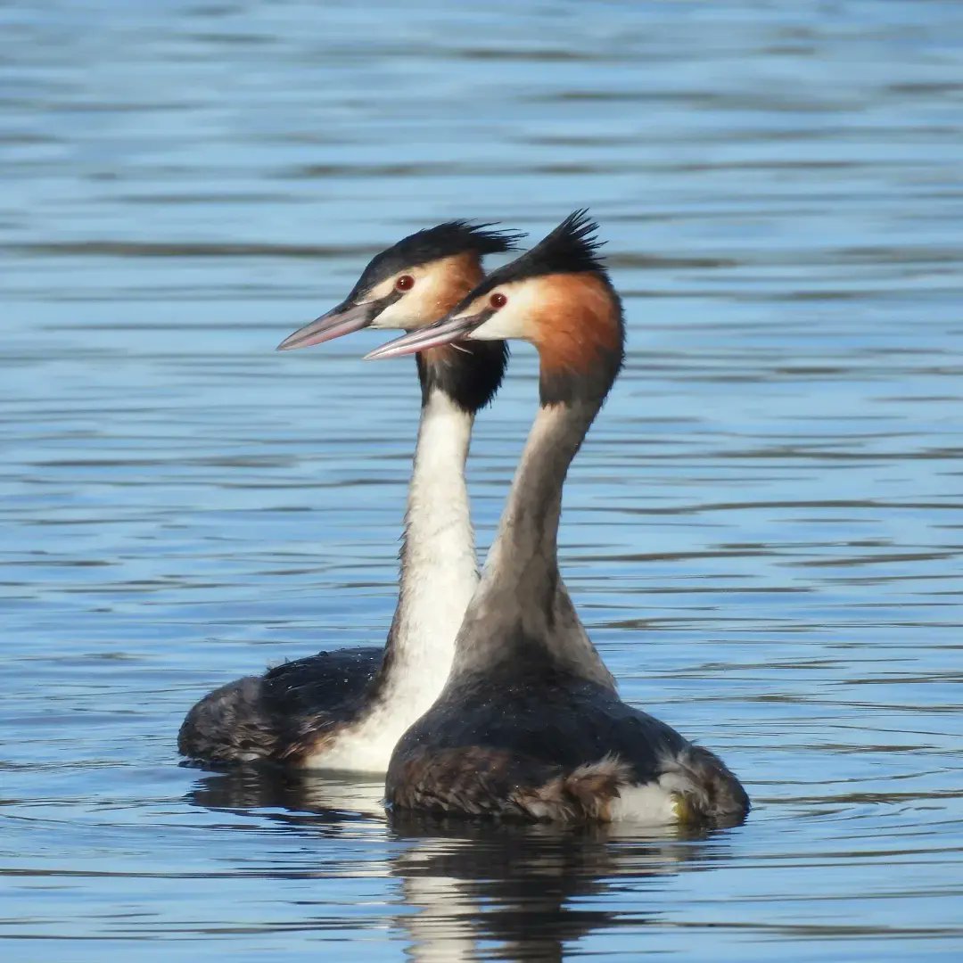 Beautiful to see #greatcrestedgrebes at #HardwickPark @RSPBEngland