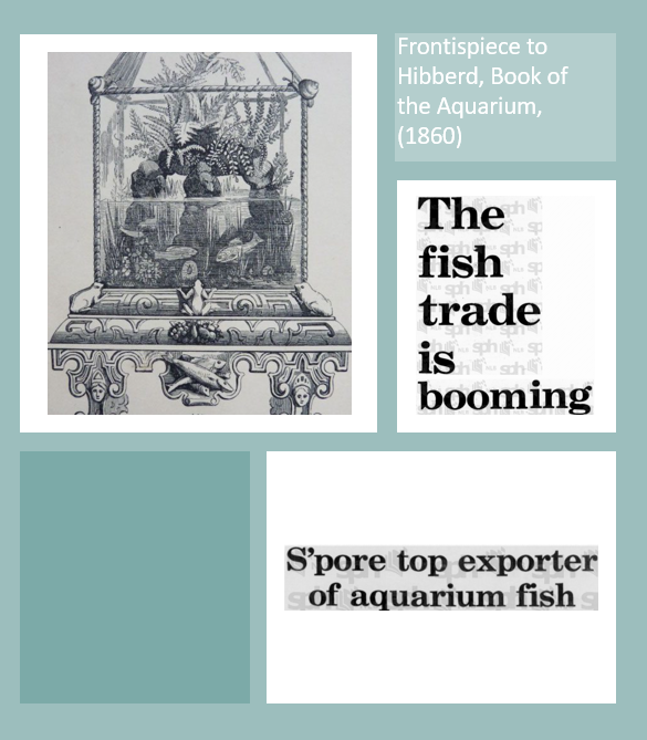 Giving a talk at Universiti Brunei Darussalam in a few weeks. Particularly excited to talk about the origins of home aquariums and Singapore as the top exporter of bred tropical aquarium fish in the 1980s.