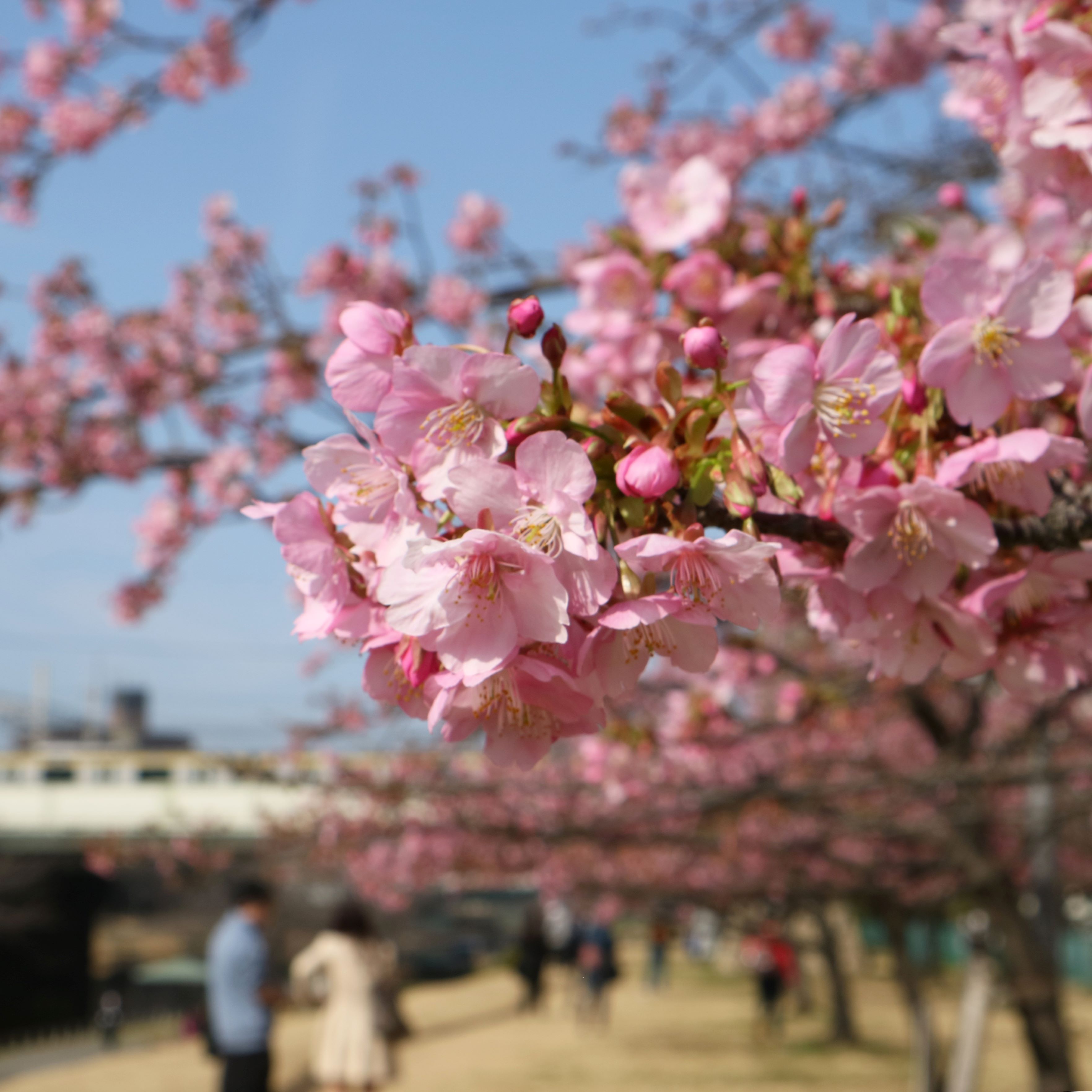 東京都江戸川区 on X: 