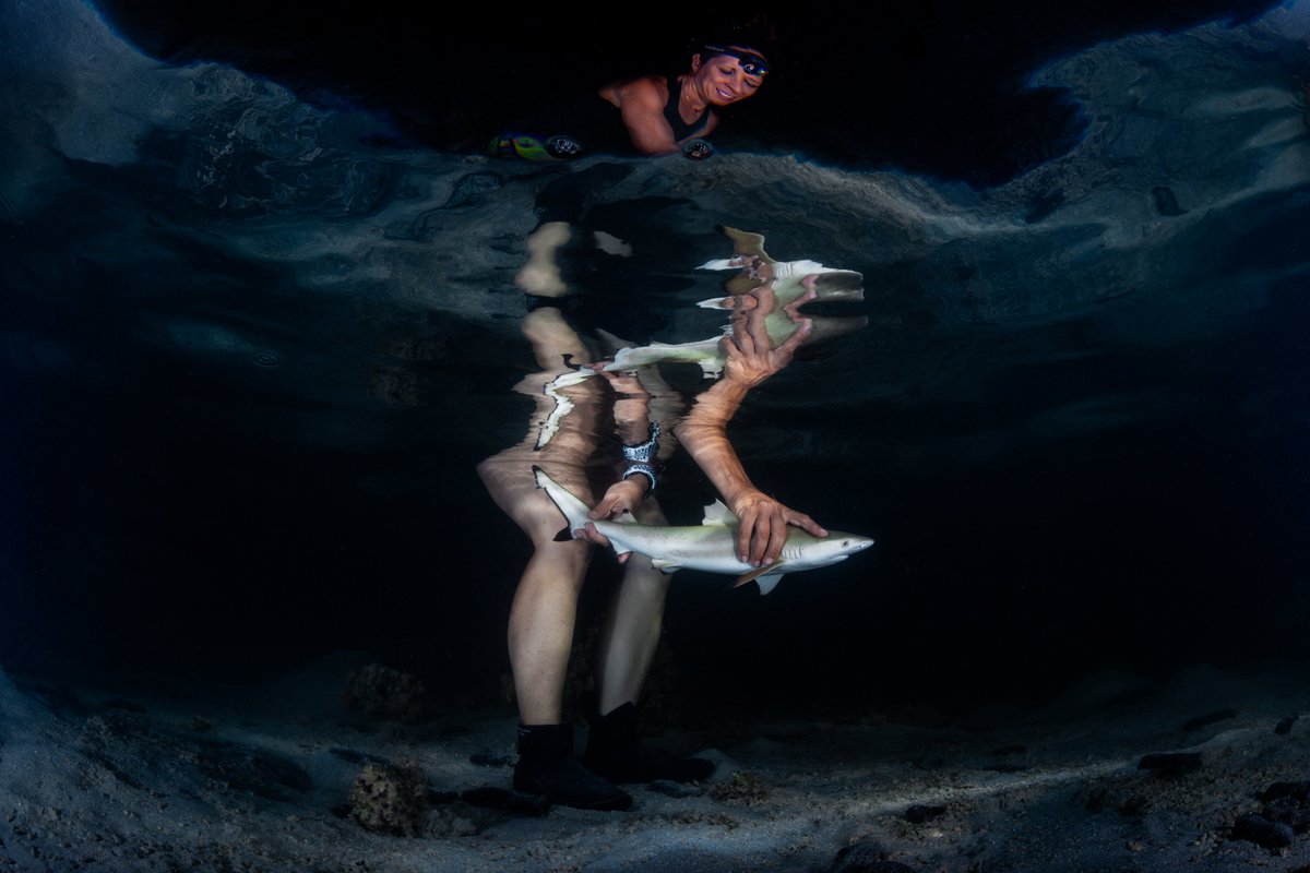 Ocean Art 2023 1st Place Conservation Winner by Victor Huertas. Professor Jodie Rummer releases a newborn blacktip reef shark (Carcharhinus melanopterus) in Mo’orea, French Polynesia, after tagging it, and collecting biometric data.