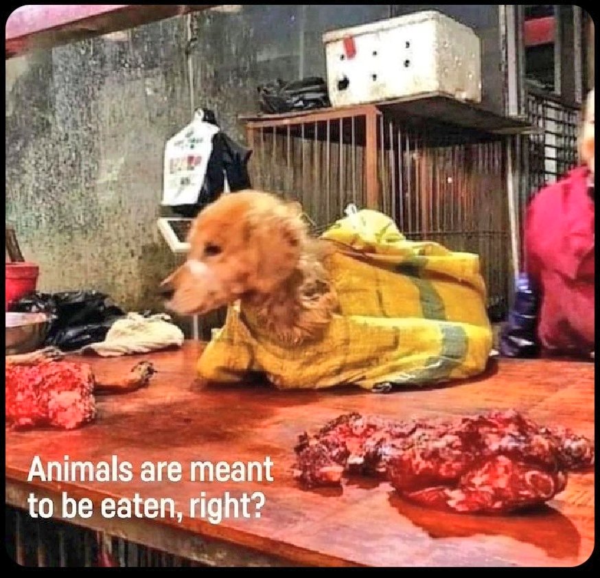 Steveyof3IR3's tweet photo. @WhoAreYouLord @S_Catsgotmyback #MEAT #CARNIVORE #MKR #MEATISMEAT #ANIMALTORTURE https://t.co/jysW1E2g47