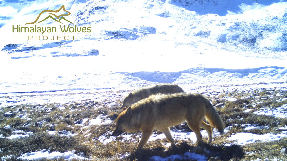 The first ever <a href="/IUCNRedList/">IUCN Red List</a> assessment of the #Himalayan #wolf was recently published.
Led by WildCRU’s Geraldine Werahn, this follows a decade of research work to confirm ‘Canis lupus chanco’ is genetically distinct from wider ranging Holarctic grey wolves.