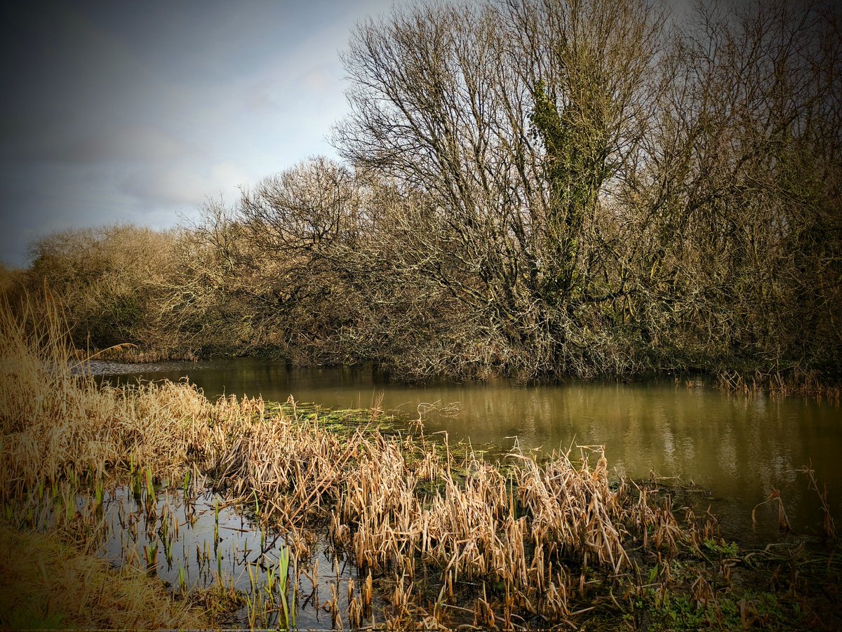 Swans of Neath tweet media