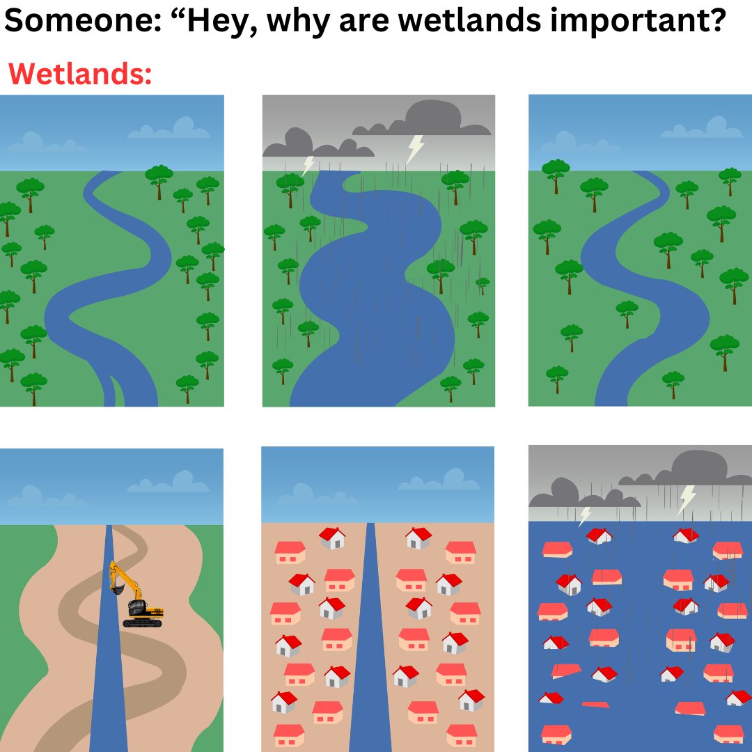 Restoring and preserving wetlands helps absorb excess rainwater, reducing the volume of water flowing downstream during heavy rainfall. Wetlands act as natural sponges, slowing down and storing water.