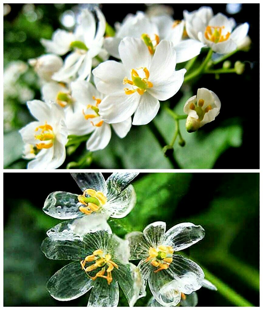 Corpoepa's tweet photo. FLOR DE CRISTAL

Grayi Diphylleia es el nombre de esta flor tan peculiar, aunque se la conoce como la flor esqueleto. Es de color blanco, pero se vuelve transparente en contacto con el agua y, cuando llueve, ¡parece de cristal! https://t.co/jzZhXx6doe