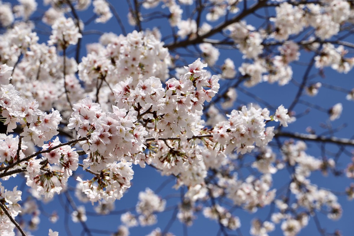 no humans branch cherry blossoms flower blurry still life sky  illustration images