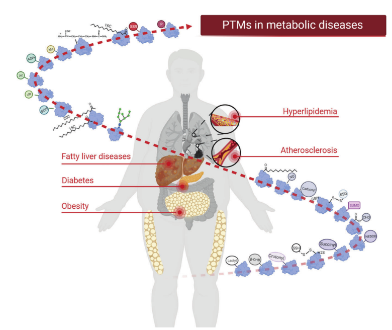 Abnormalities in Post-translational Modifications (PTMs) have been extensively linked to metabolic diseases. 
A review in Signal Transduction and Targeted Therapy (IF=39.3) explores PTMs' roles in diverse metabolic disease processes, mechanisms, and the latest advancements.