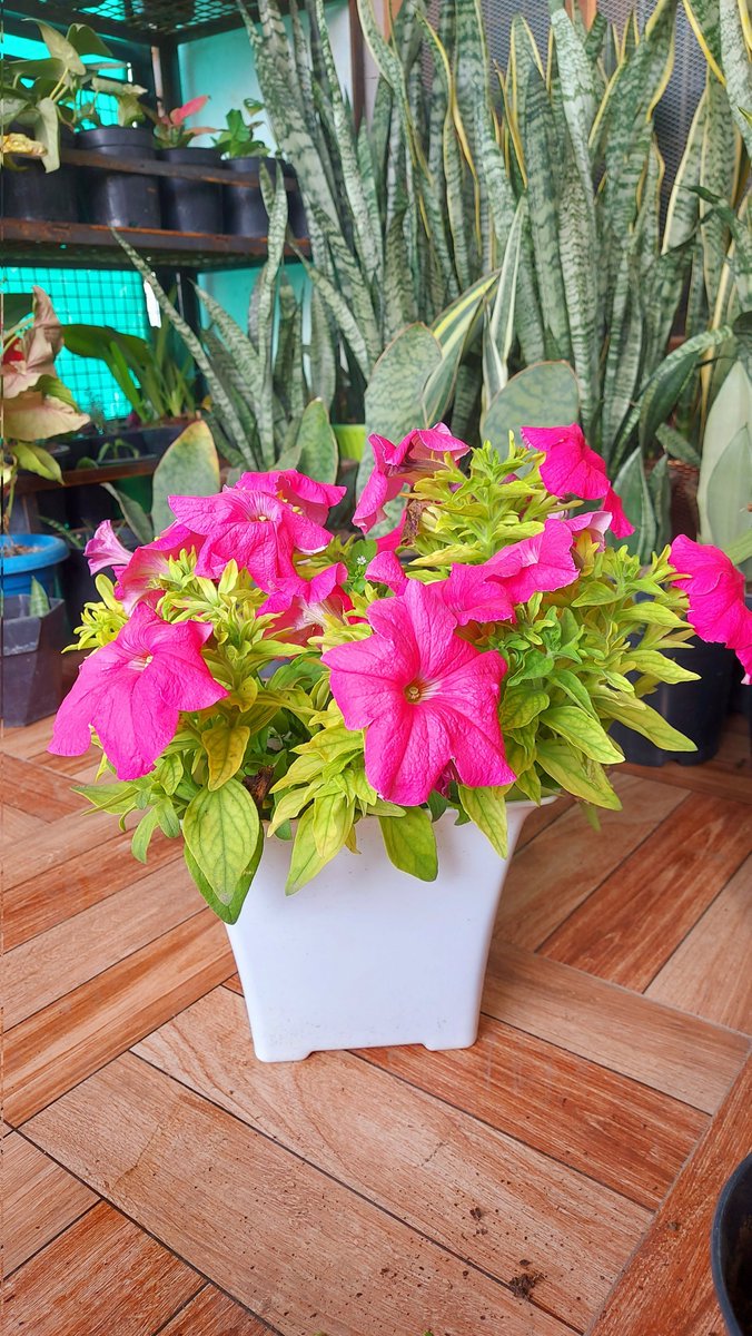 flowerLovers22's tweet photo. In the language of flowers, the petunia symbolizes the expression of deep emotions and the lasting bond of friendship #petunia #Flowers https://t.co/b1TbqAearX
