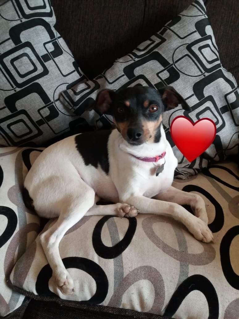 BrendaEtchegar1's tweet photo. VIÑA Se busca a Perlita, tiene cola corta. Si la tienen retenida avisar🙏🙏🙏 56941098992 @AnimalParaiso @AdopCalleValpo @PerrosPlazaHuem @callejeritosDLV @fund_quiltro https://t.co/j7fUOBM31I