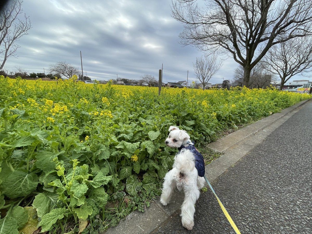 maruten2013's tweet photo. 急激な温度上昇？で近所の菜の花畑も一気に満開を迎えました。写真のアングルはセンスないですが、、、
#マルチーズ　#ワンコ　#散歩 https://t.co/fasSPcrxFf