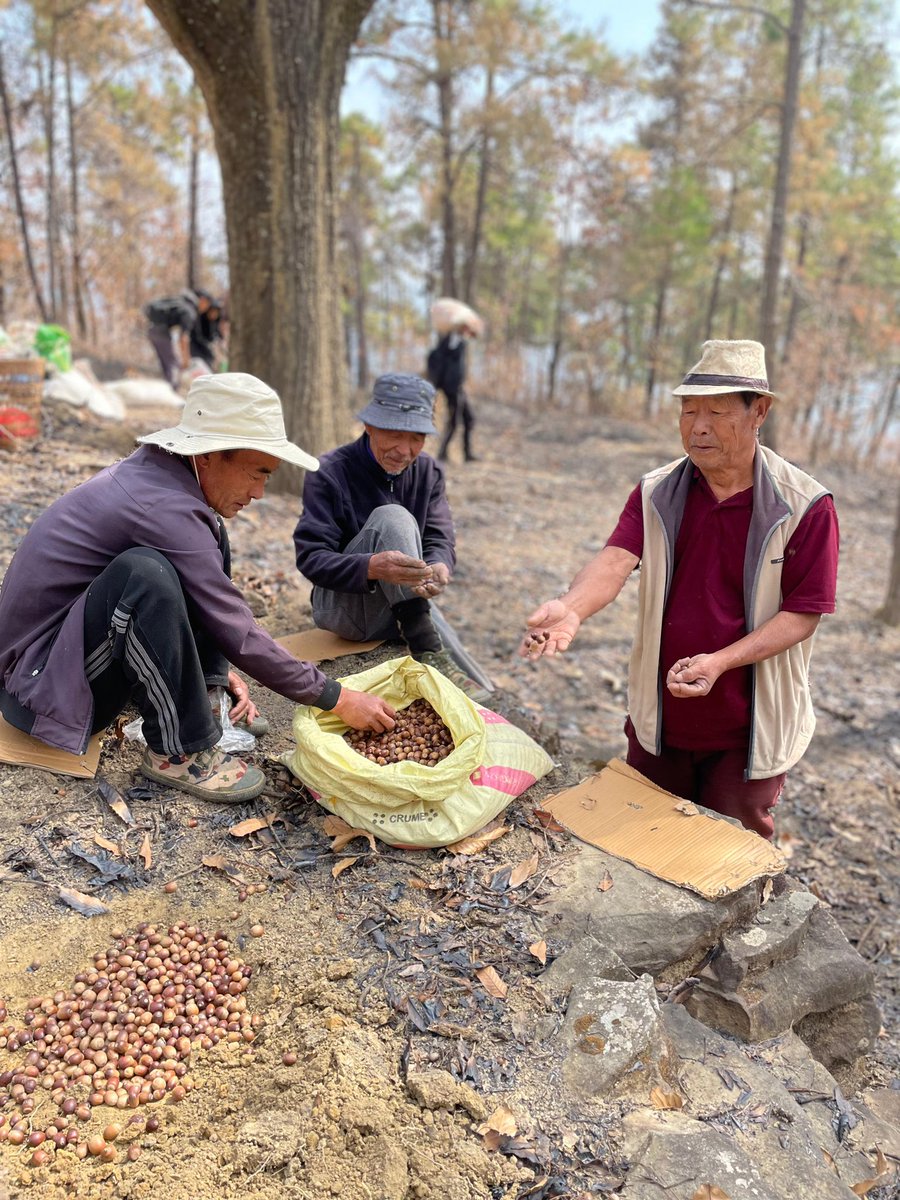 EANagaland's tweet photo. 8 lakh native oak trees were planted as part of tEA’s #treesforwealth TfW movement on 19th Feb. This spectacular event witnessed 520 community members come together at the 250 acre community area of ‘Khutsaphfu’. 

TfW - 3 billion trees by 2050. https://t.co/OHHUaAo0dq