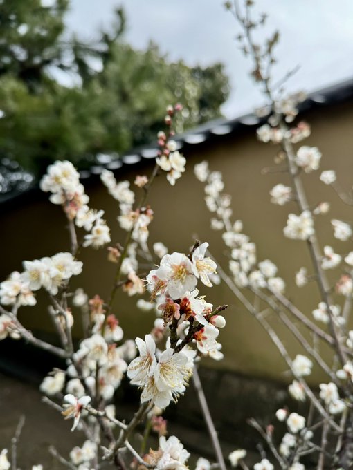 奈良の都は炎上しないと春が来ない！？