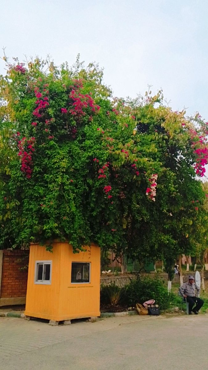 Assalam O Alaikum!
Gud Morning Moiii bootiphool peeps....🫰🏻💗🥹