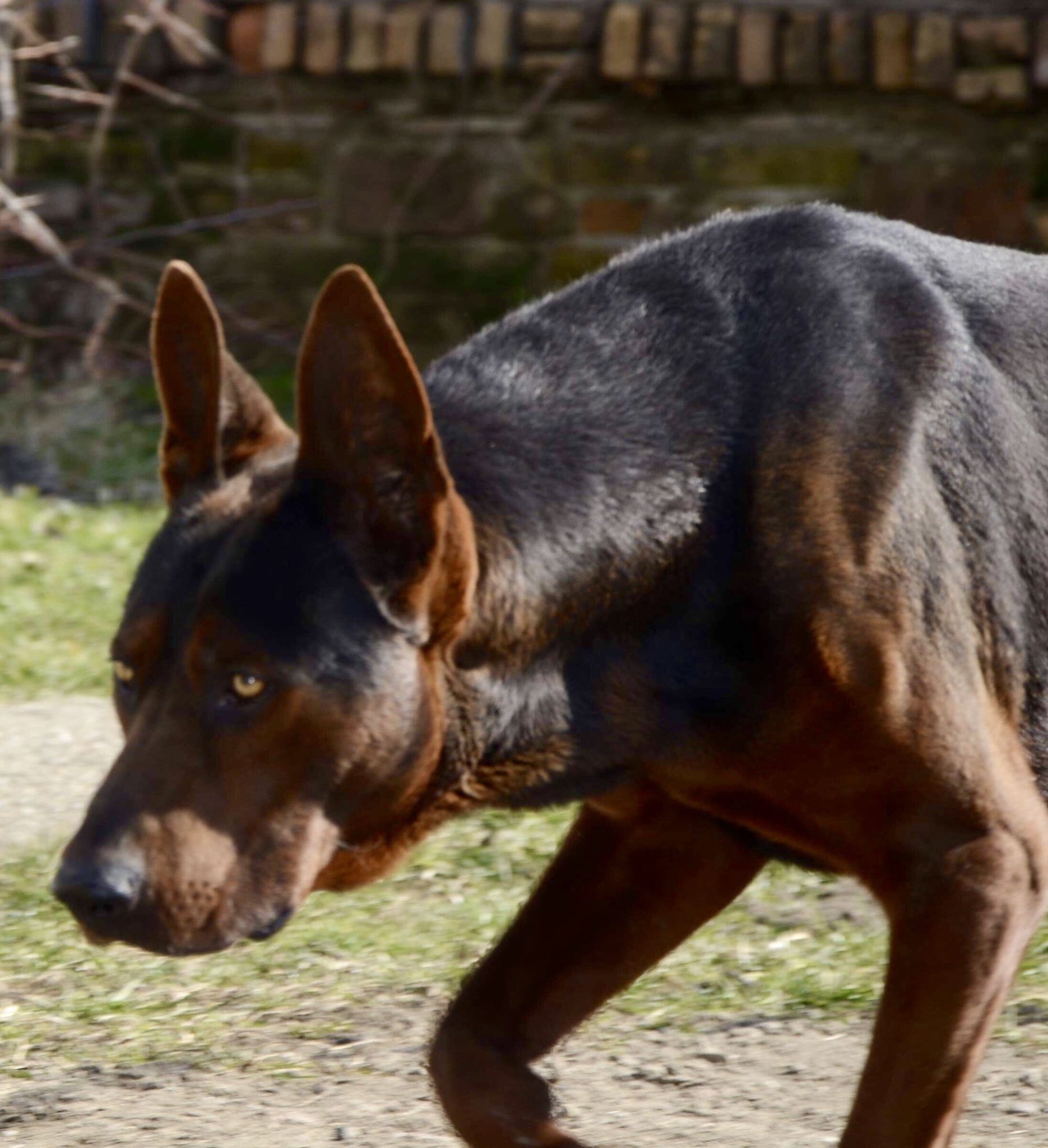 Chinese Red Dogs USA Breeder | The Laizhou Hong (Chinese Red