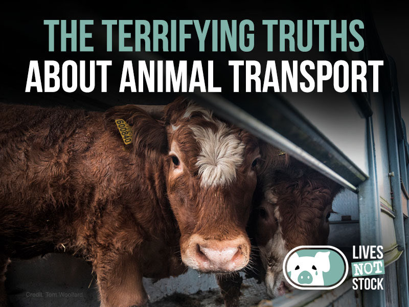 LIVES NOT STOCK

@AJPReact's new animation shows the gruelling journeys faced by animals as they are moved between farms or sent to the slaughterhouse.
#LivesNotStock #BanLiveExports #EndLiveExports #AnimalTransport
#EndSpeciesism
#AnimalsAreNotProperty
vimeo.com/841827255
