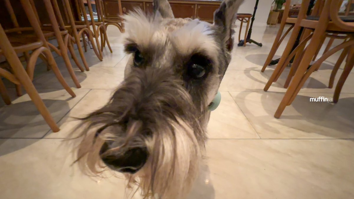 muffinjai's tweet photo. Cheese and Schnauzers: A Perfect Pair π§ Calling all cheese enthusiasts and dog lovers! π€€ @bottegalouie #BottegaLouie π»π·π₯#LosAngeles #LosAngelesEats #SoCal #California πΆπΎ #DogsOfLosAngeles #DogsOfSoCal #DogsOfCalifornia #MiniatureSchnauzer #Schnauzer #TravelDog https://t.co/Ym58DhFbPj