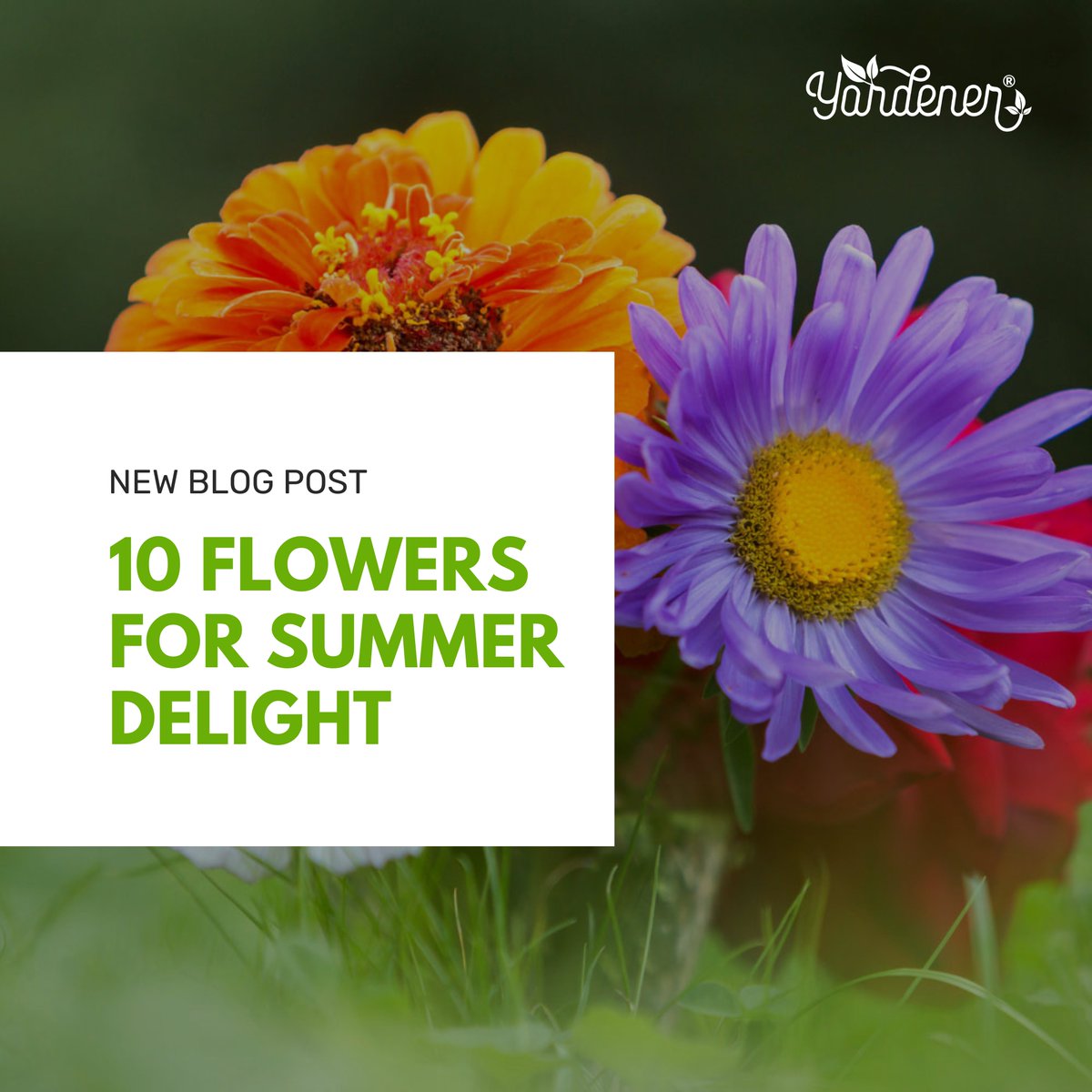 Immerse yourself in the magic of summer with our thoughtfully curated selection of 10 summer flowers. Plant them now and experience the enchantment of their stunning blooms! Read 👉 s.yardener.com/s/ahasp #yardener #SummerBlooms #SummerGardening #BlossomsOfSummer #GardeningX