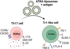 Thrilled to share our latest publication - collaborative effort led by Pedersen lab @SSI_dk. Huge congrats to Katherina for her outstanding work on this groundbreaking project! 🌟 Explore the potential of our vaccine adjuvant in #AutoimmuneDisease. sciencedirect.com/science/articl…