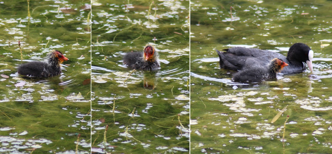 The little #baby
Lost, in shallow waters
Frantically looking for mommy

Finally finds her warmth
In the cold waters
Of the still lake
#vss365 #WritingCommunity #veryshortstory