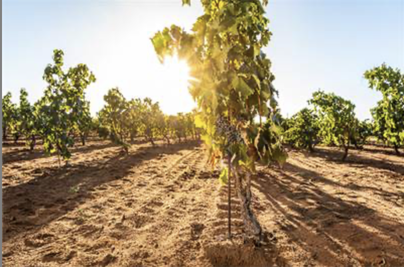 WineIndustryJob's tweet photo. Vineyard & Nursery Operator - Chalmers Viticulture
@Chalmers #VineyardManager #NurseryOperator #Viticulturist #viticulture #vineyard #winegrapes @wgcsa_ @WGGAinfo @RiverlandWine #Riverland @ASVOtweet @WineVic #WineJobs #WineIndustryJobs
https://t.co/csDrJZKTGC https://t.co/ttV6uKNJxg