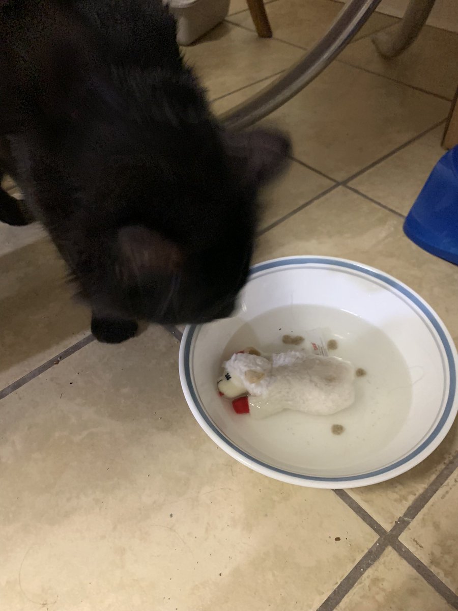 cartierdior's tweet photo. this is so cute! my cat waterboards his lamb chop https://t.co/zceuWa2ezH