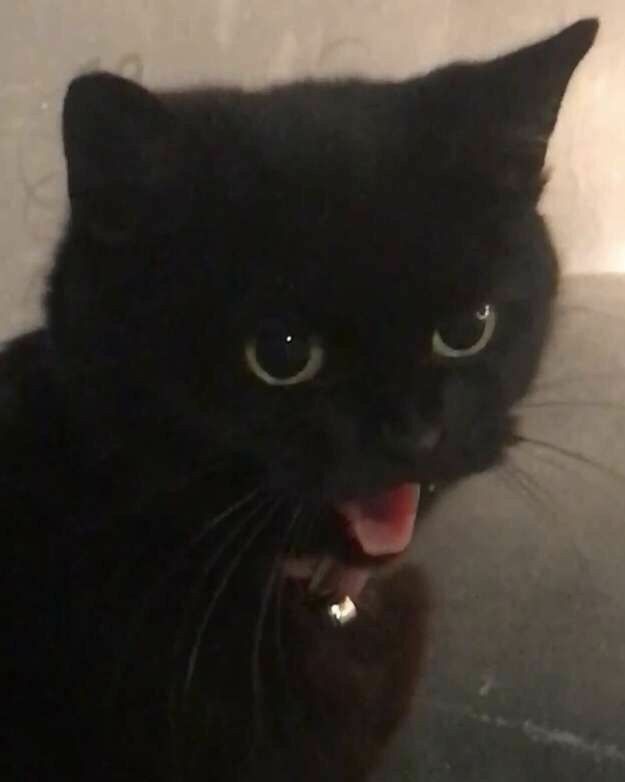 blackscats's tweet photo. https://t.co/LfrnFfkNbH