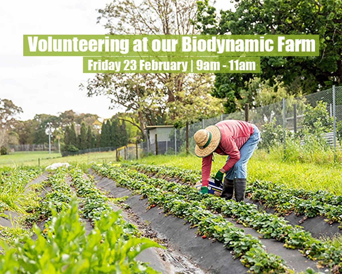 Volunteer on our biodynamic farm!  Learn, connect, & give back. Weed, prune, water & more. Every other Fri, 9-11am.

Read more at hillstohawkesbury.com.au/event/voluntee…
#BioDynamicFarming #biodynamicfarm #volunteering #volunteeringisfun #volunteeringopportunity