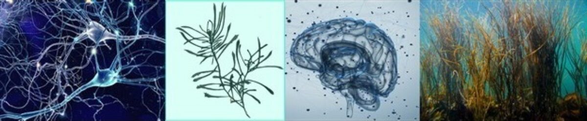 Op 26 februari vindt het mini symposium Modulation of sterol homeostasis in neurodegenerative diseases plaats, georganiseerd ter ere van de afsluiting van een NWO-TTW project gericht op op het gebruik van zeewier in de strijd tegen Alzheimer. Meer info: bit.ly/3wqX2NK