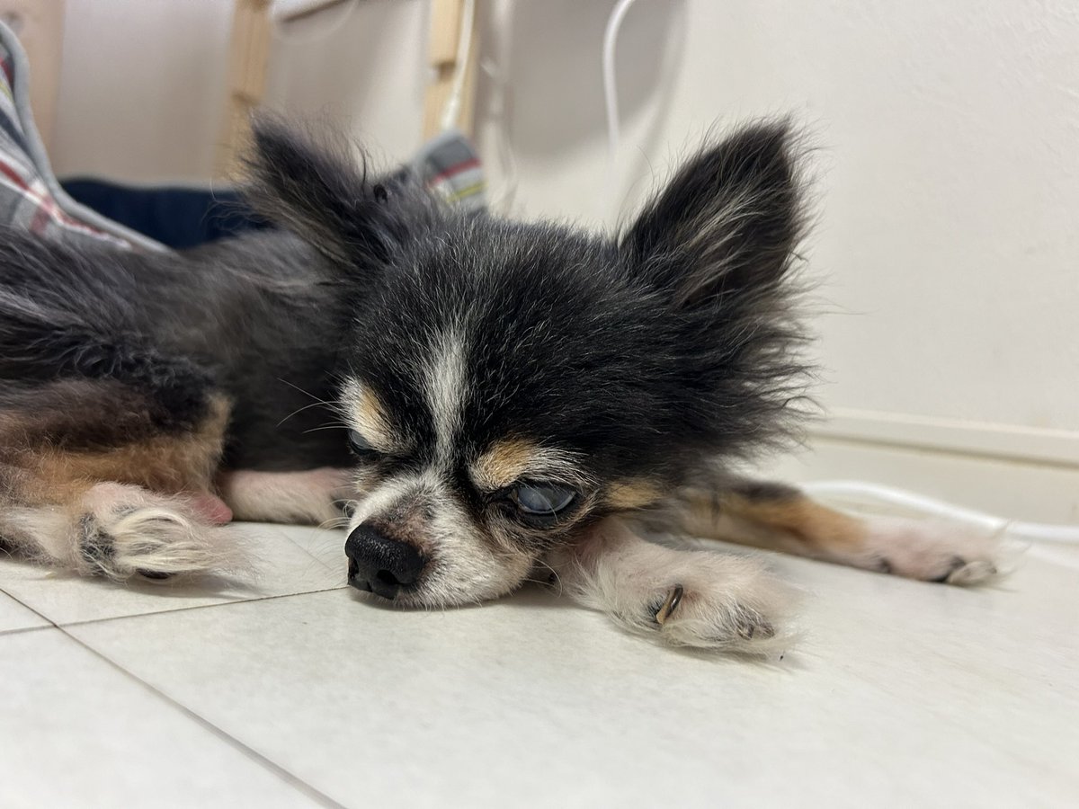 ふぃーくんじーじ🐶

今日暑いって🥵

昨日までストー部だったけど、今日はフローリング😂