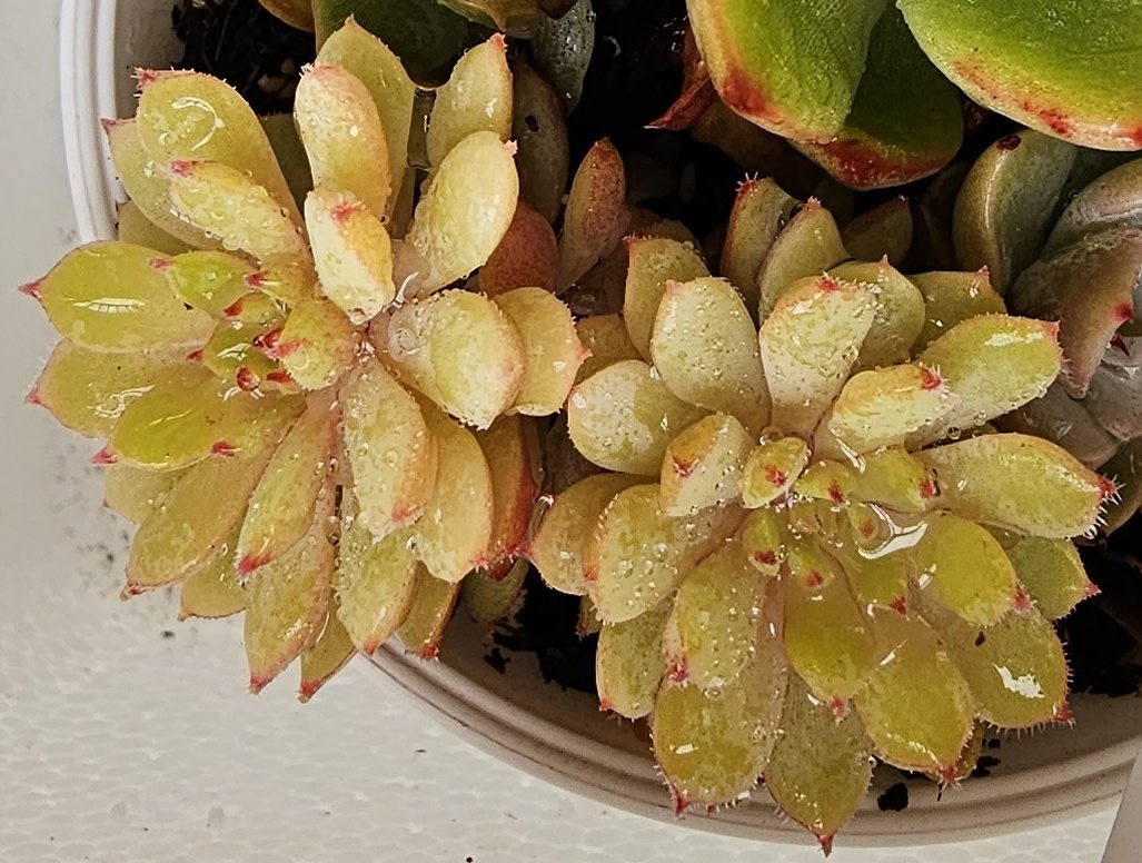 秋にはこんなに可愛かったのに今は徒長してパッカンに😂春になったらチョンパして整えよう💦
#ちょこん