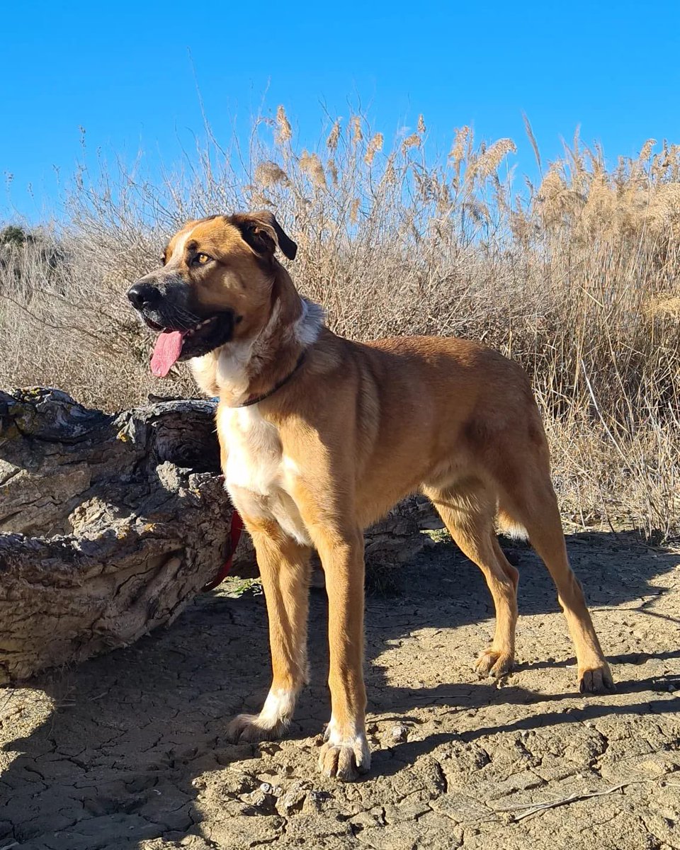 PATICASTAUSTE1's tweet photo. ⭐ LUCA EN ADOPCIÓN ⭐

¡Vaya perrazo guapo es Luca! Le encanta pasear por el monte, pasea bien, es obediente. Estamos trabajando con él las reacciones a los coches, solo necesita cariño.

✔️ Macho
✔️ Mestizo
✔️ 2 años
✔️ Vacunado, desparasitado, negativo, castrado. https://t.co/wYRGJdPtr3