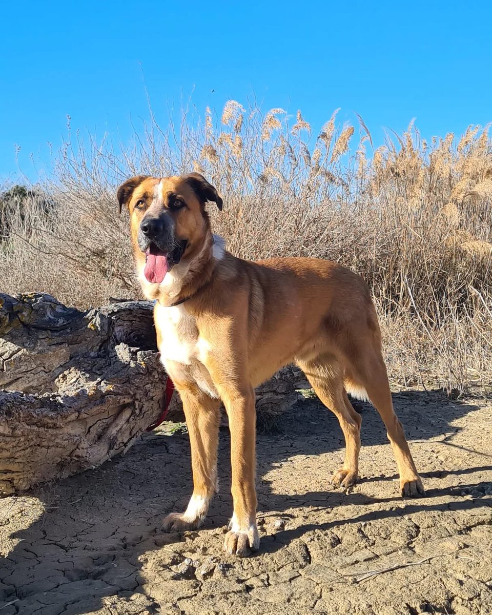 PATICASTAUSTE1's tweet photo. ⭐ LUCA EN ADOPCIÓN ⭐

¡Vaya perrazo guapo es Luca! Le encanta pasear por el monte, pasea bien, es obediente. Estamos trabajando con él las reacciones a los coches, solo necesita cariño.

✔️ Macho
✔️ Mestizo
✔️ 2 años
✔️ Vacunado, desparasitado, negativo, castrado. https://t.co/wYRGJdPtr3