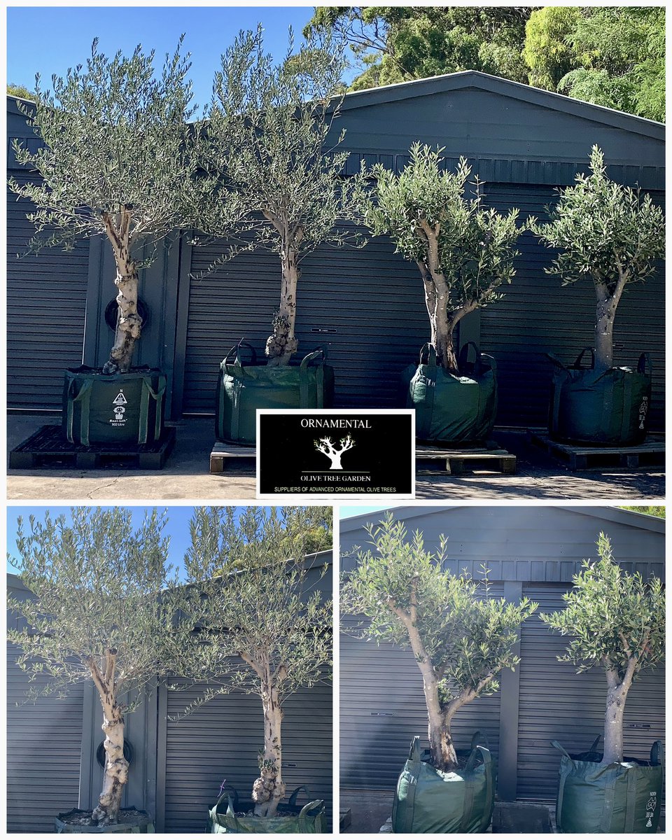 OrnamentalOlive's tweet photo. #OrnamentalOliveTreeGarden
Chandlers Hill, South Australia
☎️ Mark on 0411494450 Advanced / Mature / Established Olive Trees
#advancedtrees #maturetrees #establishedtrees #olives #olivetree #olivetrees #olivegarden #gardendesign #Adelaide #kalamata https://t.co/KDwlknLOyB
