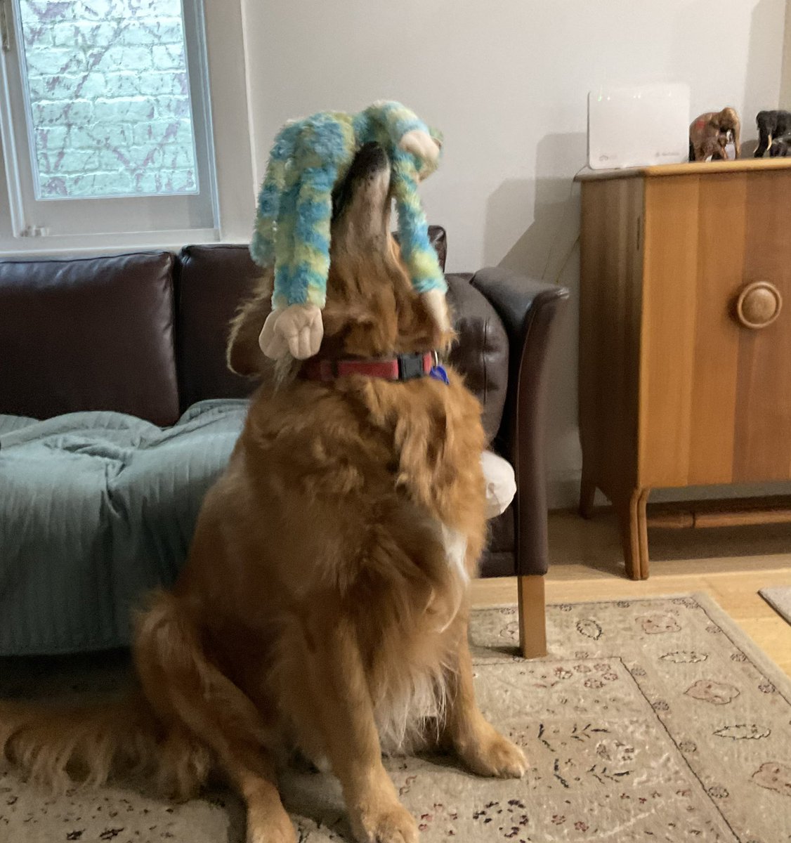 MissBaileyWoof's tweet photo. @net_hues @sjheditor #Highpaws, Ruby. I too love my stuffy toys. ❤️❤️❤️❤️ https://t.co/Griz190bI8