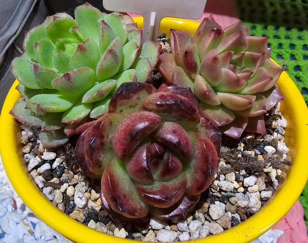 yolinde6's tweet image. #다육식물 제발 죽지 말고 잘 살아다오~~