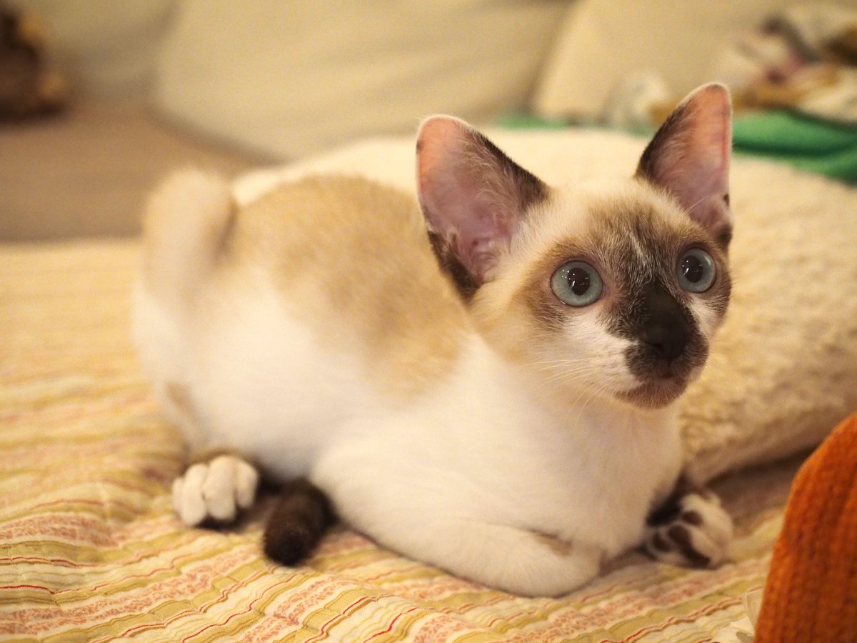 HoGoNeKo_MaRo's tweet photo. うちに来て1週間ほどで預かり子猫コアラ&amp;マーチに里親さんが決まりました👏
短い間でしたがやんちゃで可愛い子たちでした〜😭
新しいお家に爆速で馴染み毎日楽しく暮らしているようです😍
幸せに暮らしてね〜

#保護猫
#猫がいる生活 https://t.co/5pE8M4vBO3