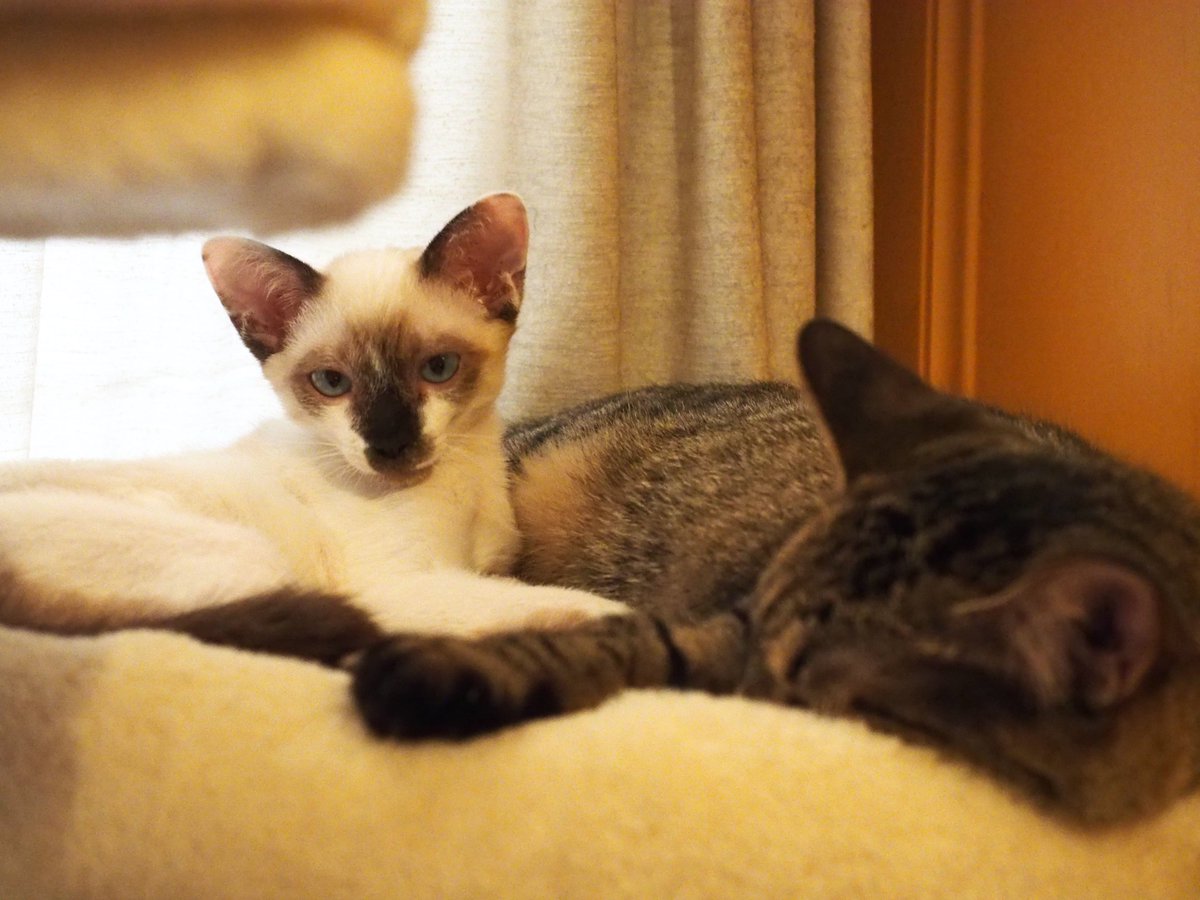 HoGoNeKo_MaRo's tweet photo. うちに来て1週間ほどで預かり子猫コアラ&amp;マーチに里親さんが決まりました👏
短い間でしたがやんちゃで可愛い子たちでした〜😭
新しいお家に爆速で馴染み毎日楽しく暮らしているようです😍
幸せに暮らしてね〜

#保護猫
#猫がいる生活 https://t.co/5pE8M4vBO3