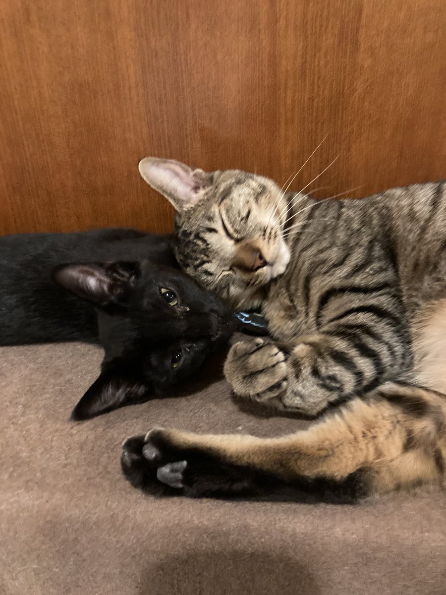 HoGoNeKo_MaRo's tweet photo. うちに来て1週間ほどで預かり子猫コアラ&amp;マーチに里親さんが決まりました👏
短い間でしたがやんちゃで可愛い子たちでした〜😭
新しいお家に爆速で馴染み毎日楽しく暮らしているようです😍
幸せに暮らしてね〜

#保護猫
#猫がいる生活 https://t.co/5pE8M4vBO3