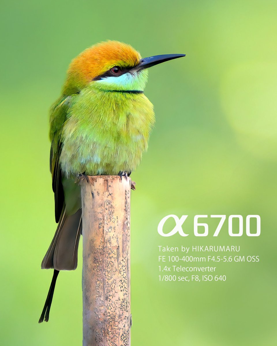α6700の広告で使われているハチクイを自分でも撮影してみたくて、タイに探鳥に行ってきました。2日目にミドリハチクイが沢山いる草原を発見!
SONYみたいな写真が撮れて最高の時間でした╰(*´︶`*)╯♡

ISO/640, f8, 1/800
📷 #sonyA6700
🔍 #SEL100400GM #SEL14TC

#野鳥 #SONY
#littlegreenbeeeater