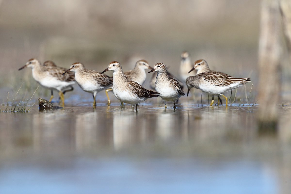 #Ramsar wetlands are not only crucial for local species in the #MDB, but for international visitors, too! Migratory birds travel 10,000s kms to escape the Arctic winter. #WaterForTheEnvironment is delivered to these sites to provide optimal conditions for birds.