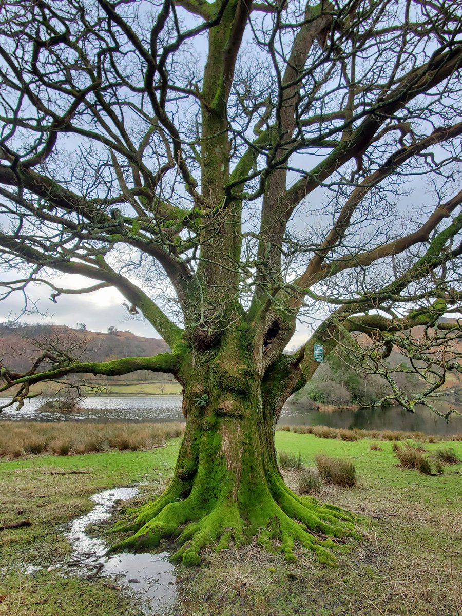 Like an ent from Lord of The Rings; this tree stand guard over Rydal Water; The Lake District #thicktrunktuesday