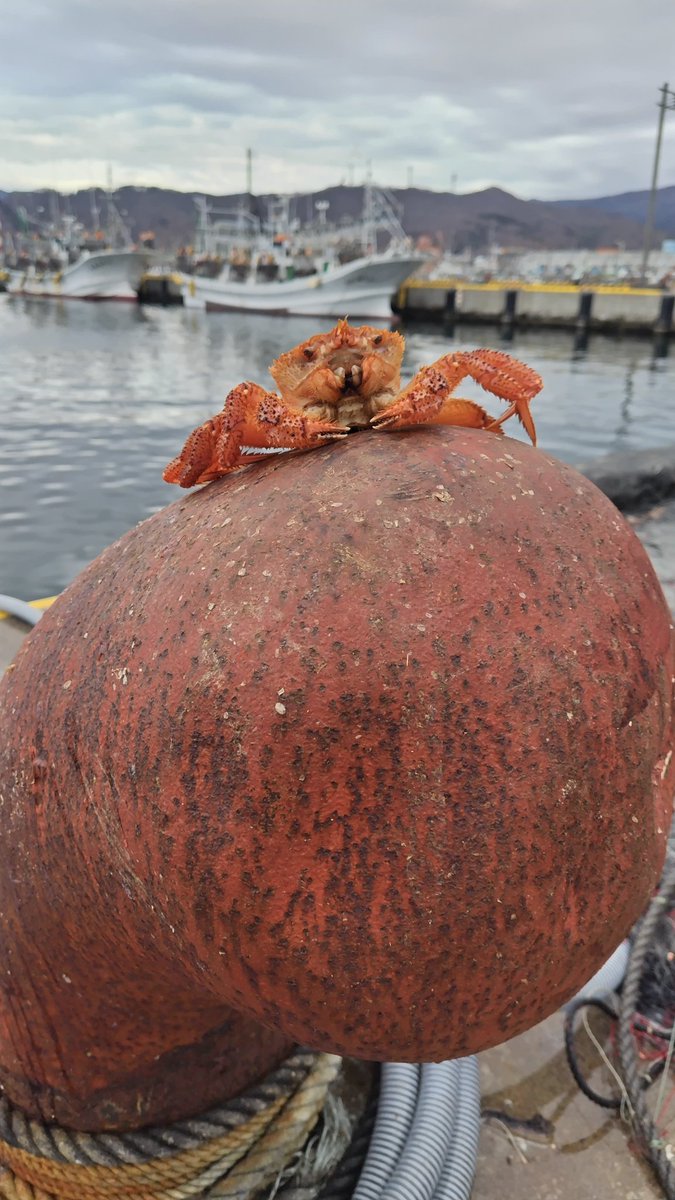 captainhamako's tweet photo. 私が自信を持って選別,お届けする大好評の浜子の宝石白子💎✨その白子の季節もいよいよ終わり…🥹さみしい🥹🥹そこで🎁企画🙆💕
フォロー&amp;RTで応募完了😆
1名様🎉2024.2/22お昼まで😆🫶
#懸賞 #プレゼント #物価高騰 #増税 #海鮮 #完全無料 #食育 #産直 #青森 #魚食推進 #中泊 #小泊 https://t.co/MTgcDdN00u