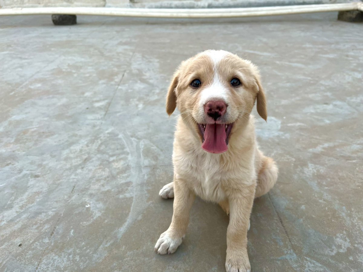 tiny_travellerr's tweet photo. *Loving Indie-retriever mix puppy, MISSY is looking for a forever home 🏠 

Age: 4 months 
Location: Bangalore 

Her mother had given birth to 7-8 pups and sadly none survived, we want this cutie pie to get the love and care she truly deserves ♥️

#AdoptDontShop https://t.co/v3fSdKgoMz